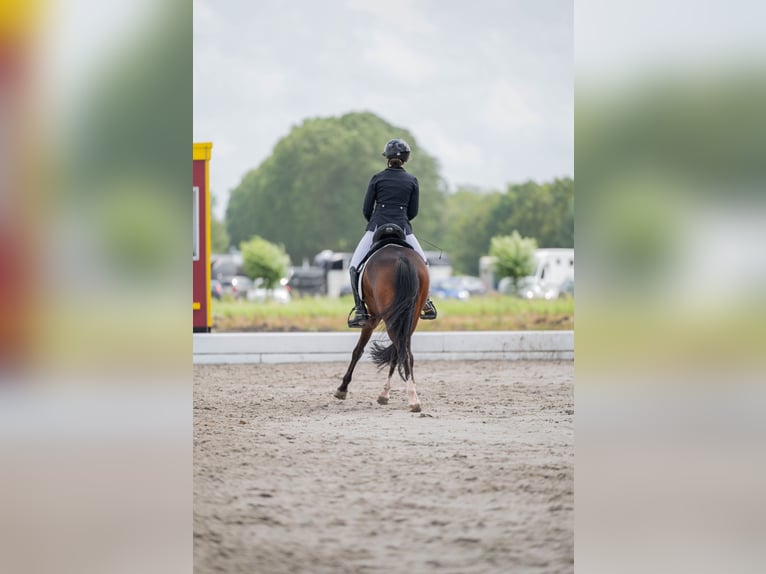 Kuc walijski partbred Wałach 7 lat 146 cm Gniada in Heiloo