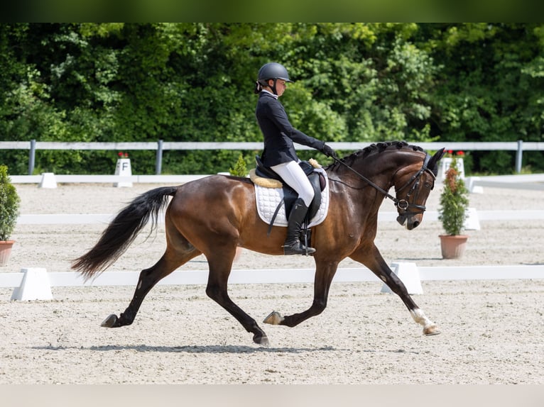 Kuc walijski partbred Wałach 7 lat 157 cm Ciemnogniada in Třebechovice pod Orebem