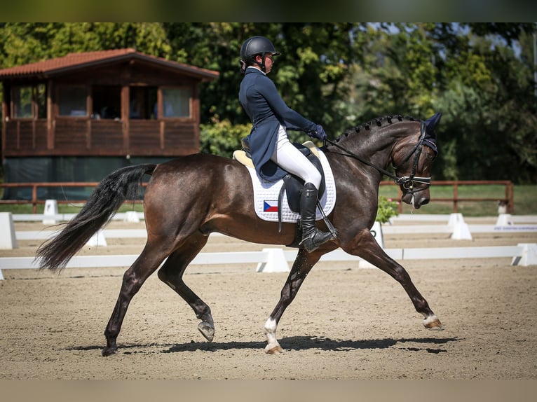 Kuc walijski partbred Wałach 7 lat 157 cm Ciemnogniada in Třebechovice pod Orebem