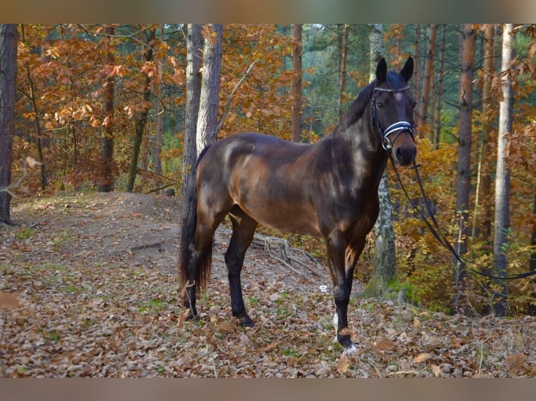 Kuc walijski partbred Wałach 7 lat 157 cm in Hradec Králové