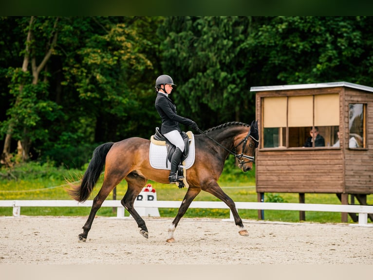 Kuc walijski partbred Wałach 7 lat 157 cm in Hradec Králové