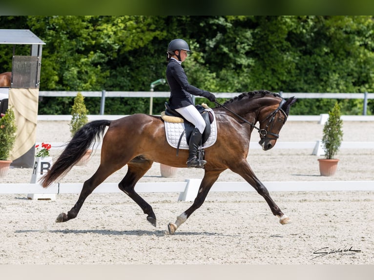 Kuc walijski partbred Wałach 7 lat 157 cm in Hradec Králové