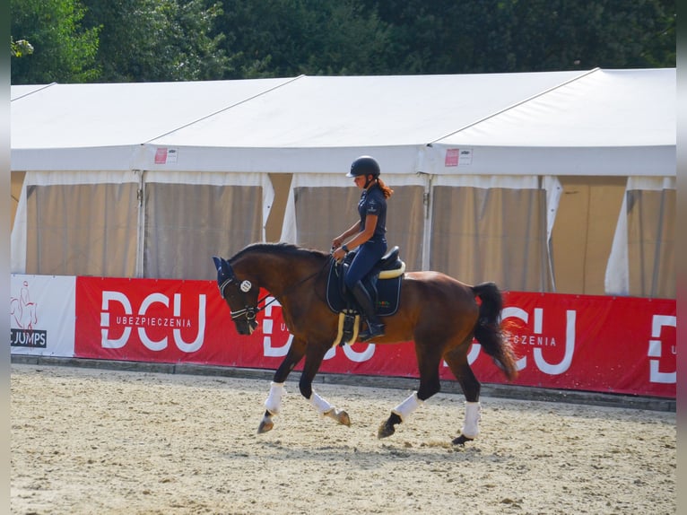 Kuc walijski partbred Wałach 7 lat 157 cm in Hradec Králové