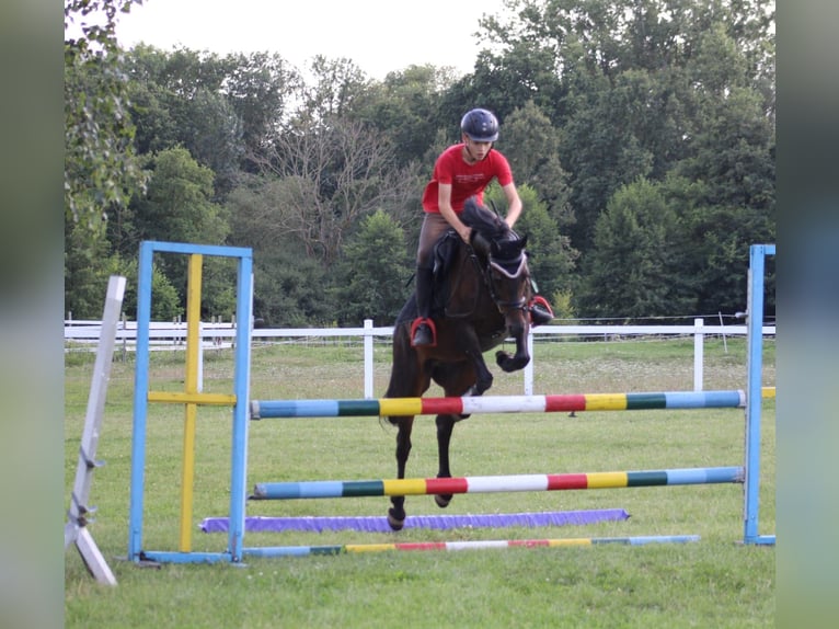 Kuc walijski partbred Wałach 8 lat 142 cm Ciemnogniada in Leipzig