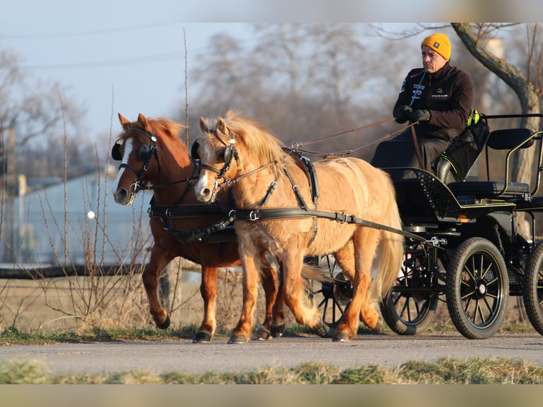 Kuc walijski partbred Wałach 9 lat 130 cm Ciemnokasztanowata in Pápa