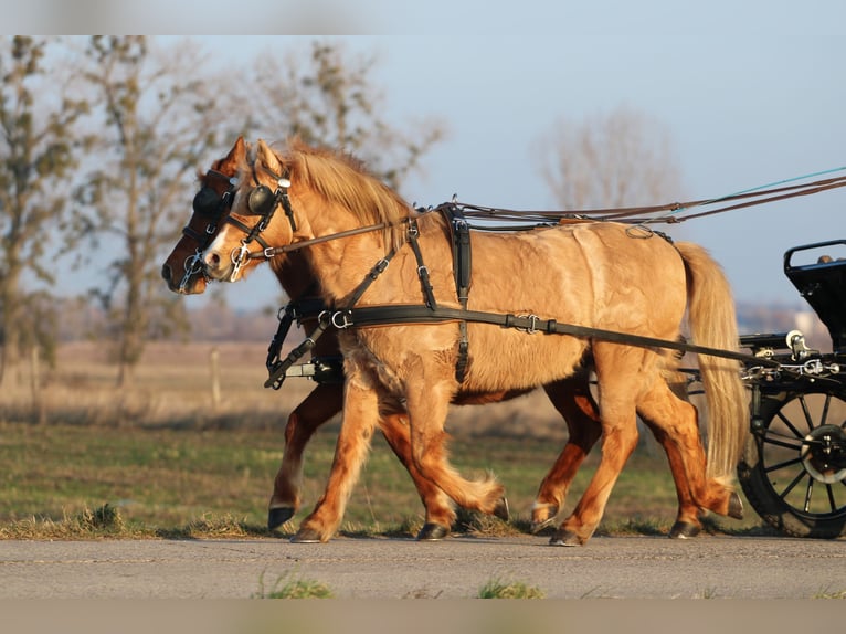 Kuc walijski partbred Wałach 9 lat 130 cm Ciemnokasztanowata in Pápa