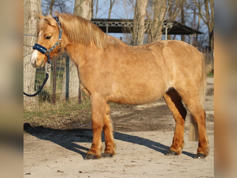 Kuc walijski partbred Wałach 9 lat 130 cm Ciemnokasztanowata in Pápa