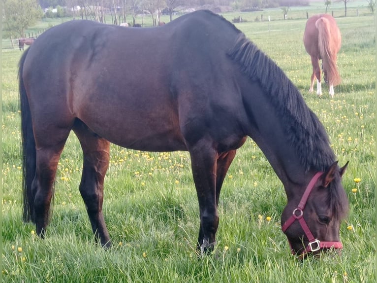 Kuc walijski partbred Wałach 9 lat 142 cm Ciemnogniada in Schkeuditz