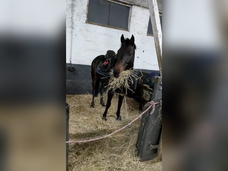 Kuc walijski partbred Wałach 9 lat 142 cm Ciemnogniada in Schkeuditz