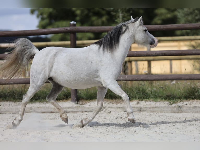 Kuc walijski sekcji A Klacz 10 lat 110 cm Siwa in Bissendorf