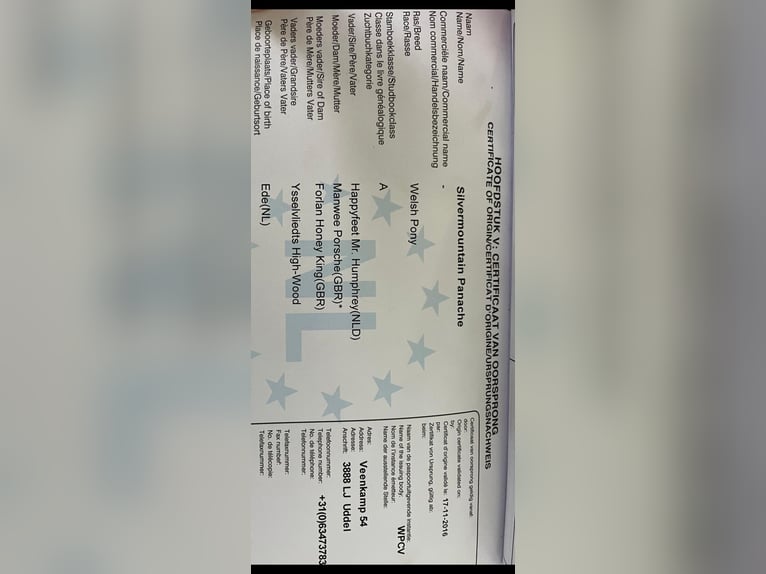 Kuc walijski sekcji A Klacz 10 lat 115 cm Jelenia in Didam