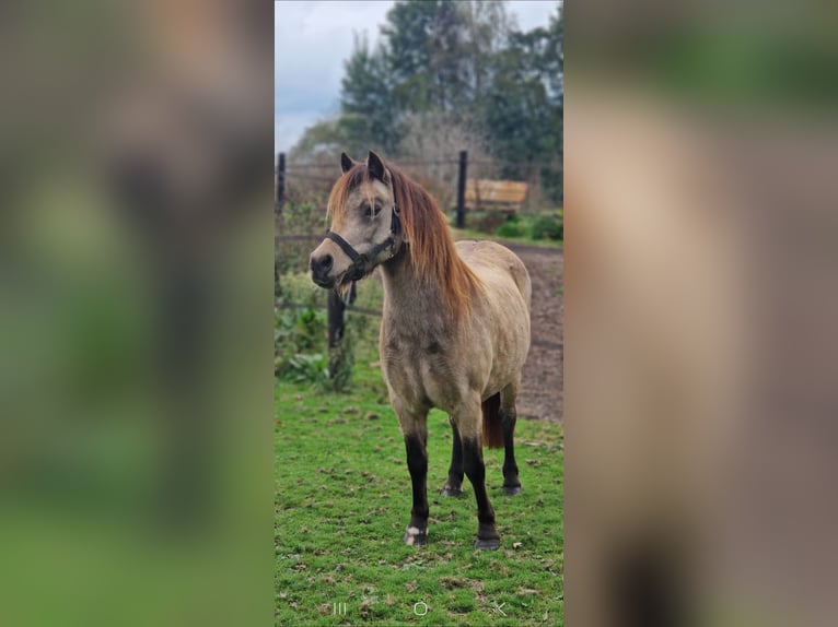 Kuc walijski sekcji A Klacz 10 lat 115 cm Jelenia in Didam