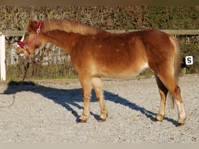 Kuc walijski sekcji A Klacz 10 lat 115 cm Kasztanowata in Neustadt (Wied)