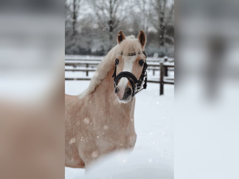 Kuc walijski sekcji A Klacz 10 lat 116 cm Izabelowata in Stadskanaal