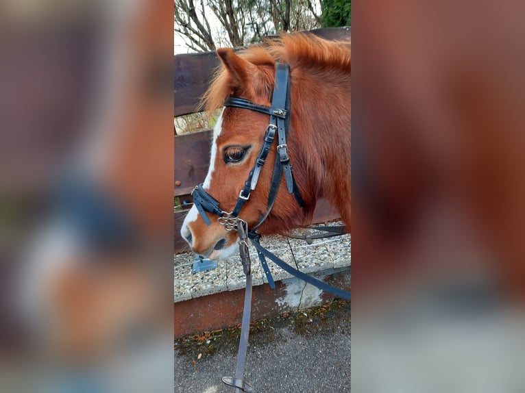 Kuc walijski sekcji A Klacz 10 lat 118 cm Kasztanowata in Simmersfeld