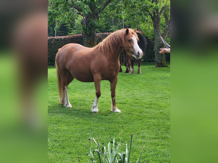 Kuc walijski sekcji A Klacz 10 lat 118 cm Kasztanowata in Simmersfeld