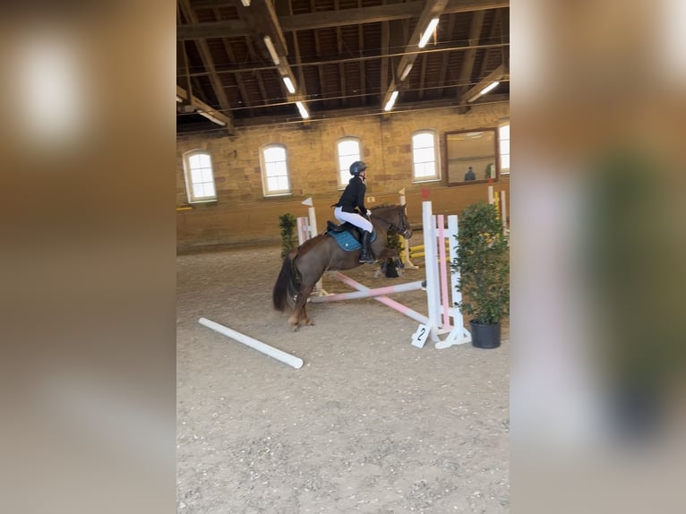 Kuc walijski sekcji A Klacz 10 lat 122 cm Kasztanowata in Stedtlingen