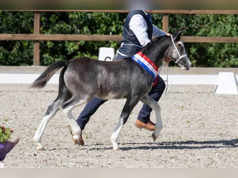 Kuc walijski sekcji A Klacz 10 lat 124 cm Siwa in Hengelo (Gld)