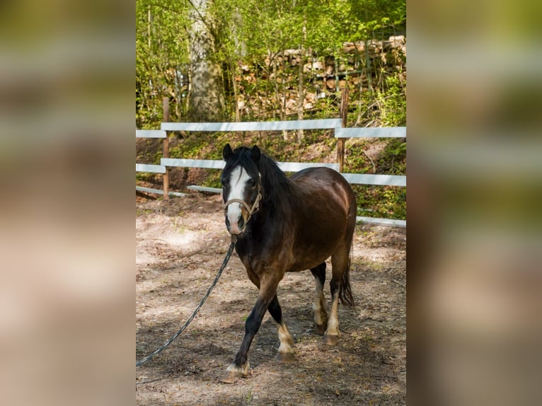 Kuc walijski sekcji A Klacz 10 lat 125 cm Ciemnogniada in Lorch