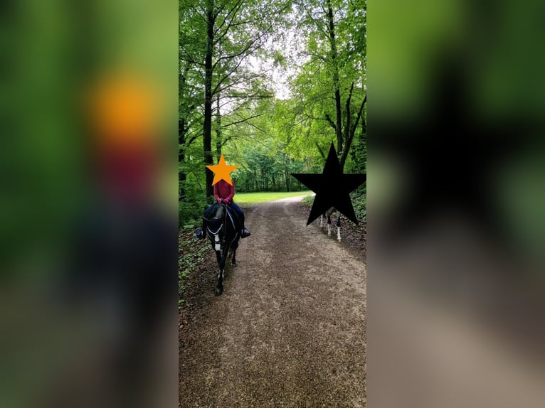 Kuc walijski sekcji A Klacz 10 lat 128 cm Kara in PfullingenPfullingen