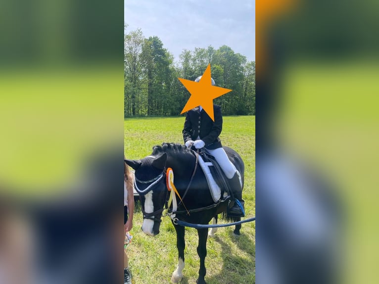 Kuc walijski sekcji A Klacz 10 lat 128 cm Kara in PfullingenPfullingen