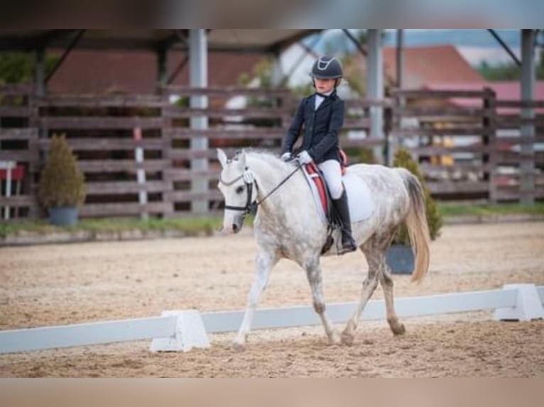 Kuc walijski sekcji A Klacz 10 lat 135 cm Siwa in Mladá Boleslav