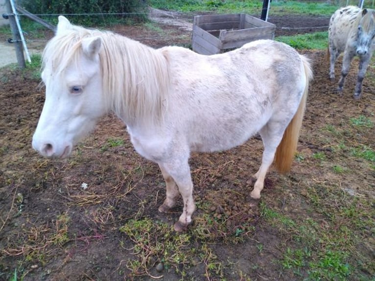 Kuc walijski sekcji A Klacz 11 lat 110 cm Cremello in Les Barthes