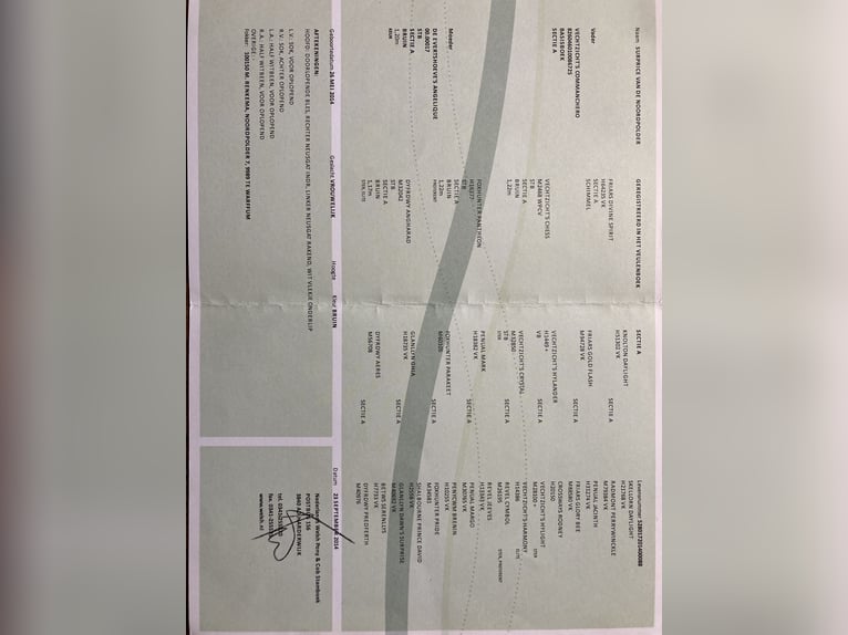 Kuc walijski sekcji A Klacz 11 lat 120 cm Gniada in Ankum