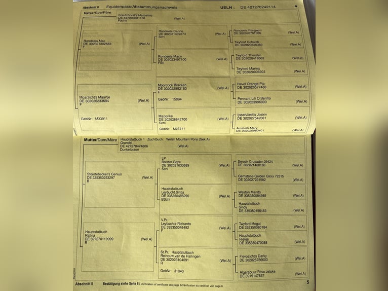 Kuc walijski sekcji A Klacz 11 lat 122 cm Gniada in Brietlingen