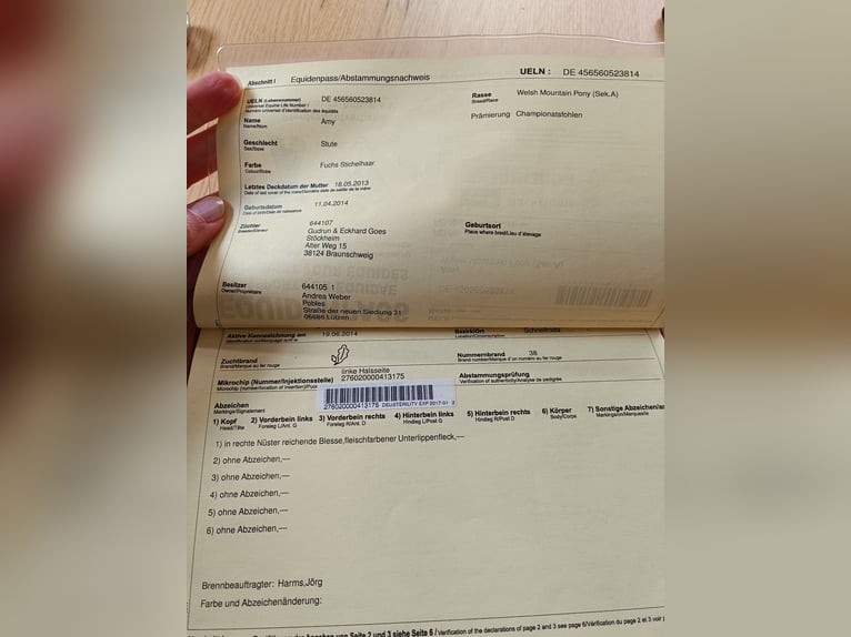 Kuc walijski sekcji A Klacz 11 lat 122 cm Kasztanowata in Gro&#xDF;efehn Bagband