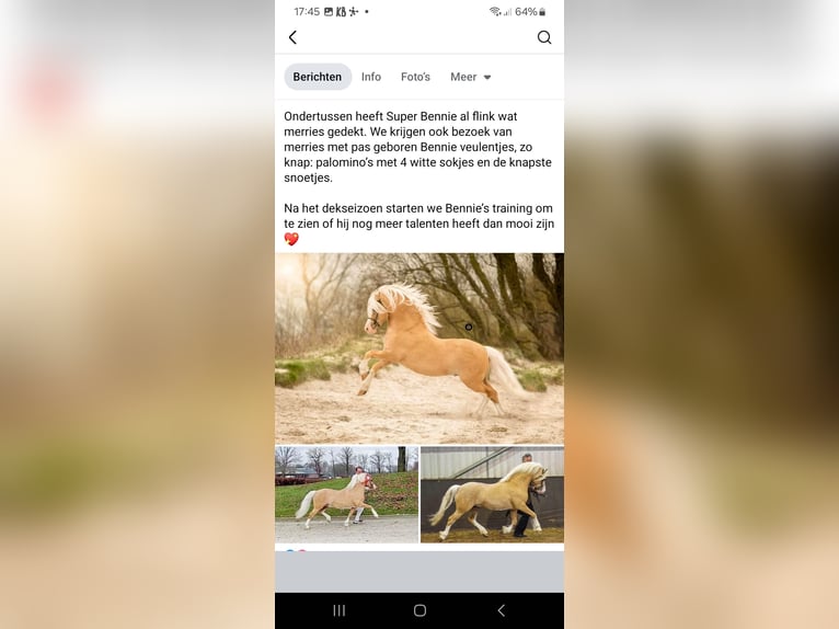 Kuc walijski sekcji A Klacz 11 lat 122 cm Siwa in Emmen