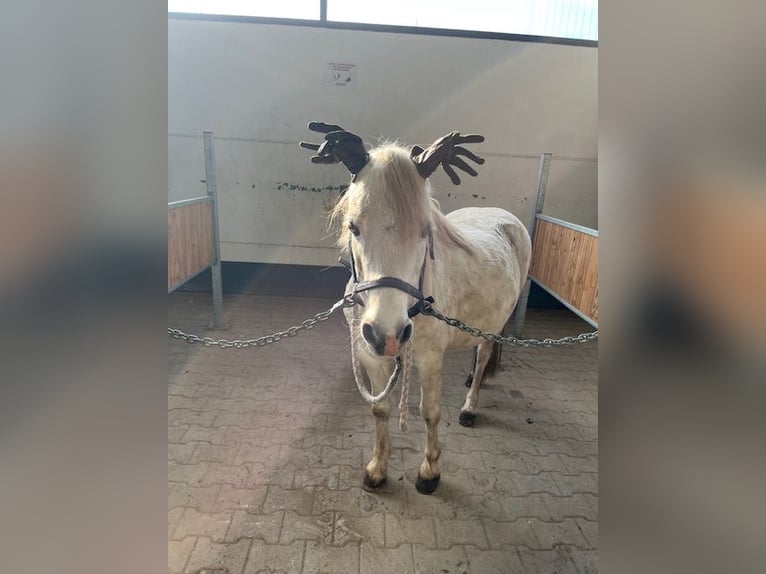 Kuc walijski sekcji A Klacz 11 lat 124 cm Siwa in Elsdorf