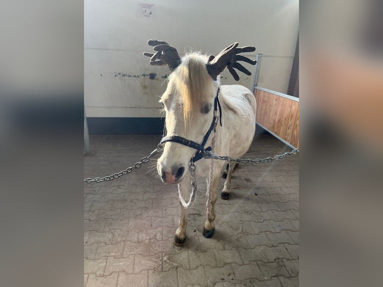 Kuc walijski sekcji A Klacz 11 lat 124 cm Siwa in Elsdorf