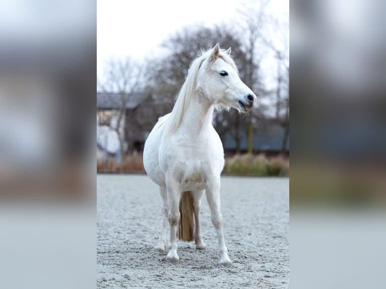 Kuc walijski sekcji A Klacz 11 lat 124 cm Siwa in Elsdorf