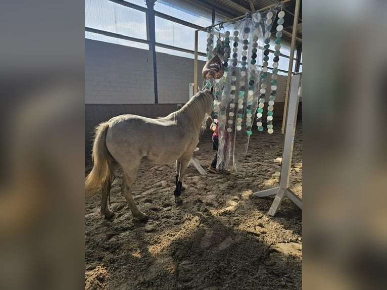 Kuc walijski sekcji A Klacz 11 lat 124 cm Siwa in Elsdorf