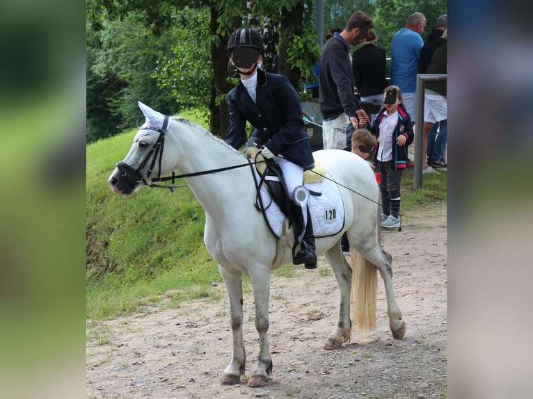 Kuc walijski sekcji A Klacz 11 lat 127 cm Siwa in K&#xFC;nzelsau
