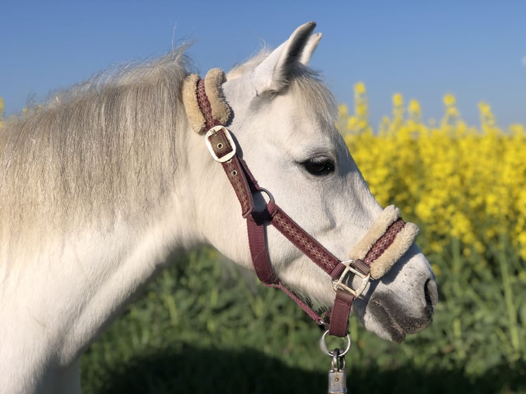 Kuc walijski sekcji A Klacz 11 lat 127 cm Siwa in K&#xFC;nzelsau