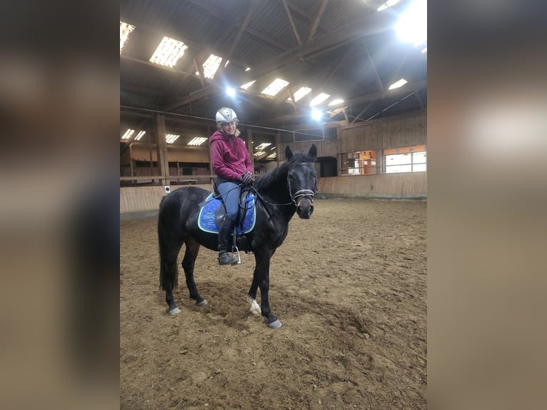 Kuc walijski sekcji A Klacz 11 lat 142 cm Gniada in Boren