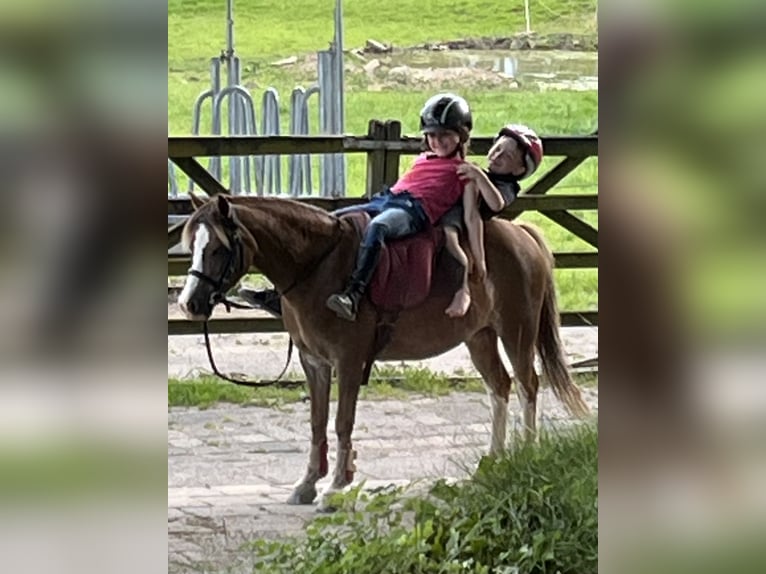 Kuc walijski sekcji A Klacz 12 lat 117 cm Kasztanowata in Hückeswagen