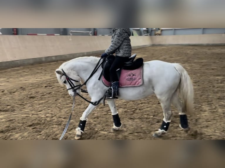 Kuc walijski sekcji A Klacz 12 lat 120 cm Siwa in Wanna