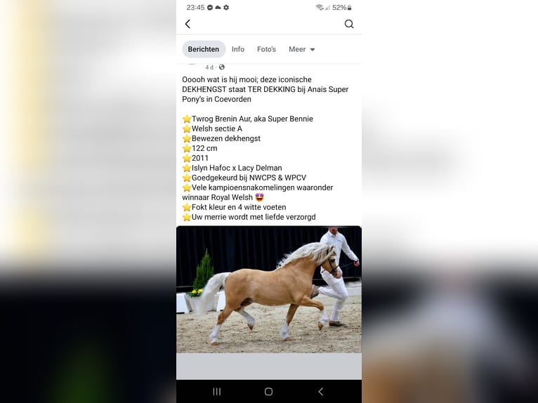 Kuc walijski sekcji A Klacz 12 lat 122 cm Siwa in Emmen