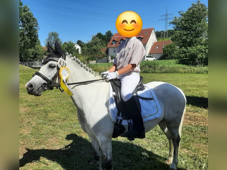 Kuc walijski sekcji A Klacz 12 lat 123 cm Siwa in Vohburg an der Donau