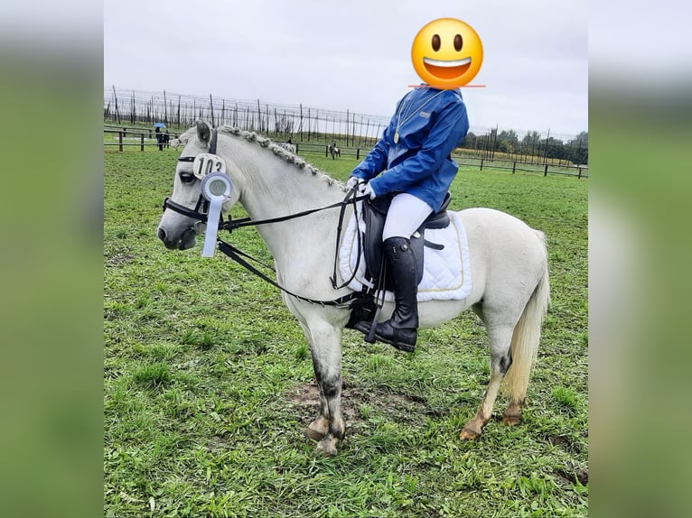 Kuc walijski sekcji A Klacz 12 lat 123 cm Siwa in Vohburg an der Donau