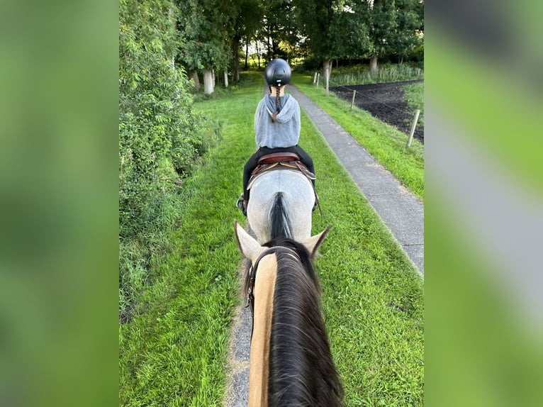 Kuc walijski sekcji A Mix Klacz 12 lat 128 cm Gniadodereszowata in Bargenstedt