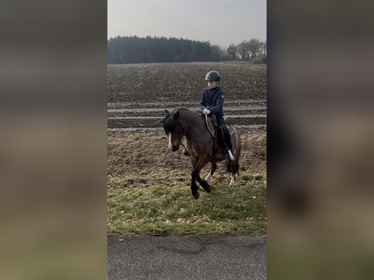 Kuc walijski sekcji A Mix Klacz 12 lat 128 cm Gniadodereszowata in Bargenstedt