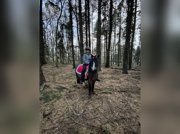 Kuc walijski sekcji A Mix Klacz 12 lat 128 cm Gniadodereszowata in Bargenstedt