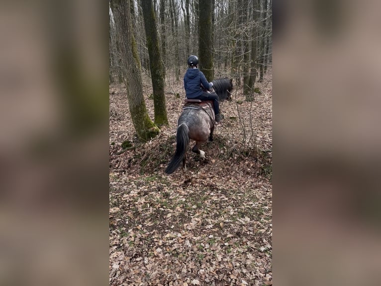 Kuc walijski sekcji A Mix Klacz 12 lat 128 cm Gniadodereszowata in Bargenstedt