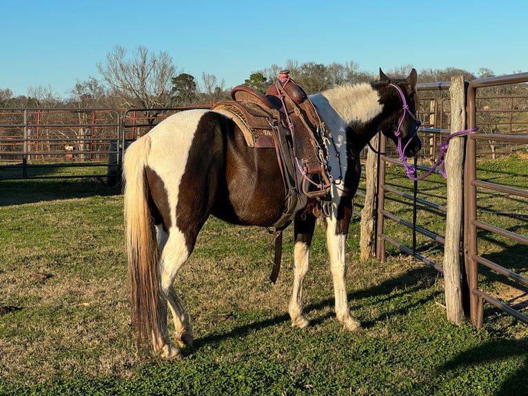 Kuc walijski sekcji A Klacz 12 lat 135 cm in Carthage, TX