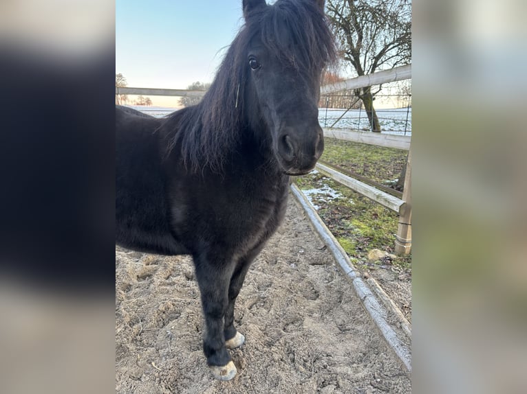 Kuc walijski sekcji A Mix Klacz 13 lat 110 cm Skarogniada in Bad Rodach