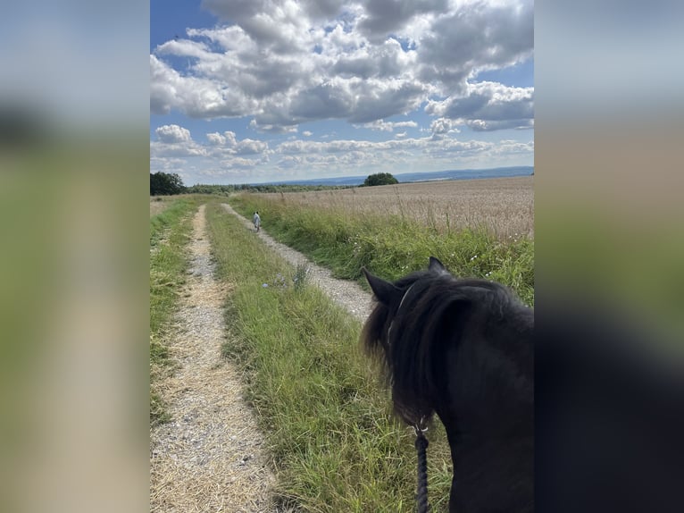 Kuc walijski sekcji A Mix Klacz 13 lat 110 cm Skarogniada in Bad Rodach
